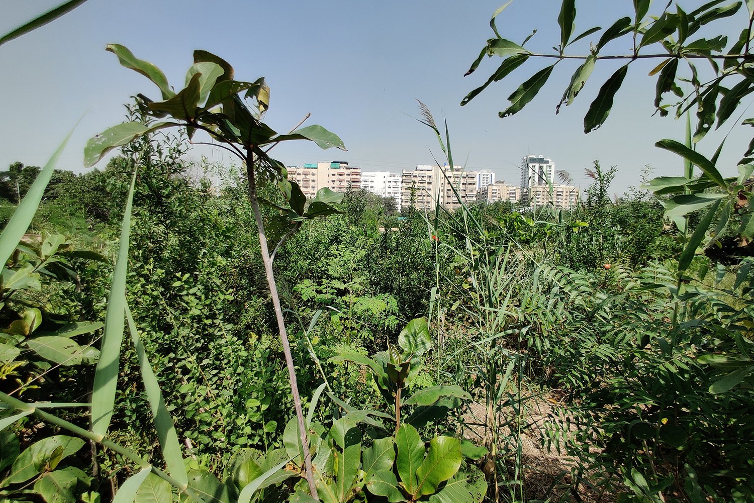trees and leaves with buildings in the background