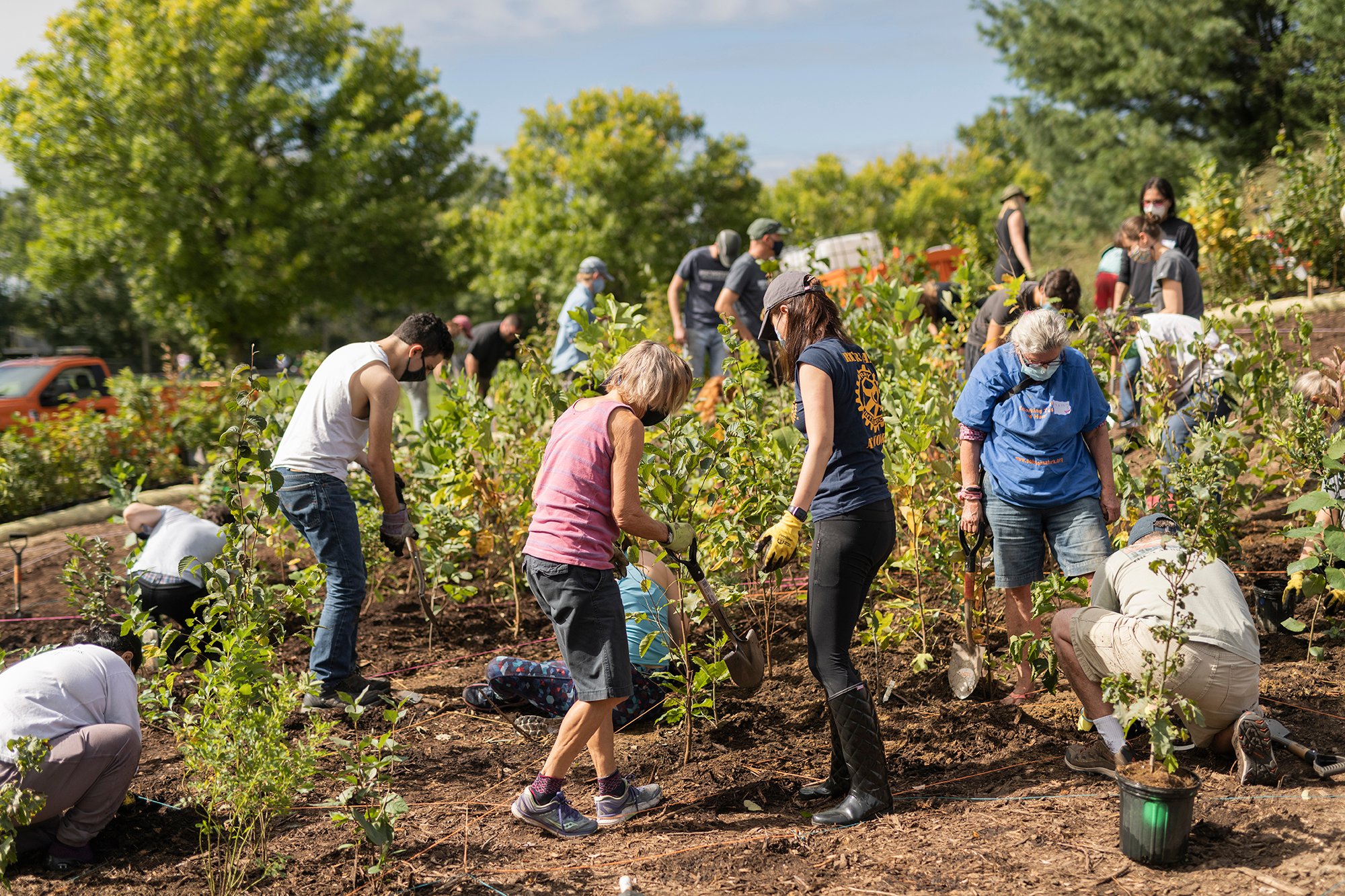 people plant tree saplings in dirt