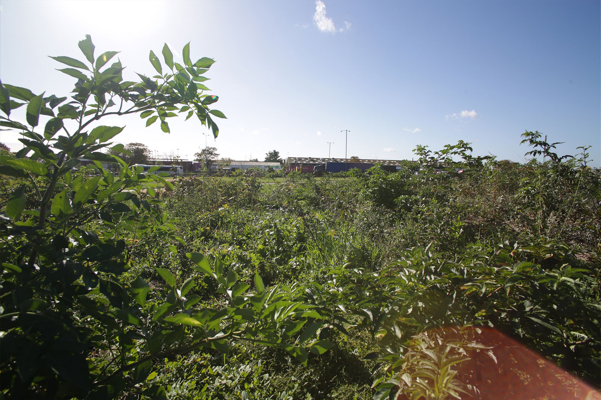 people stand in a field planting tree saplings