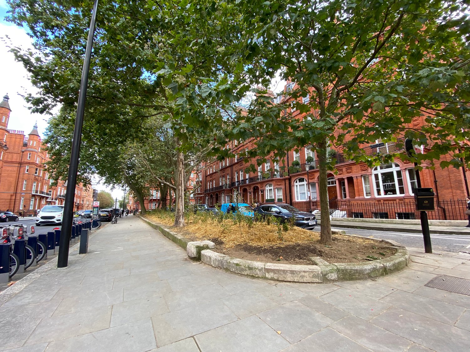 trees, sidewalks and cars