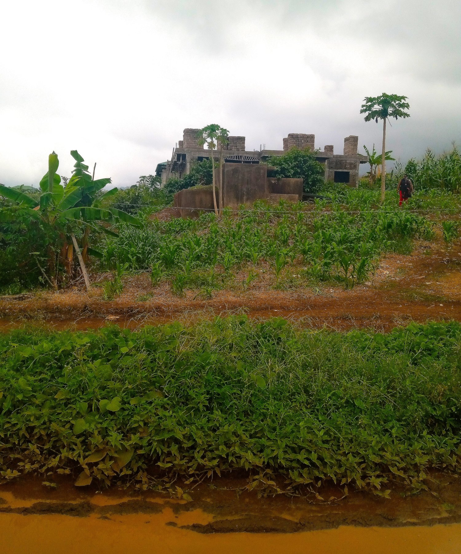 Rewilding projects in cameroon