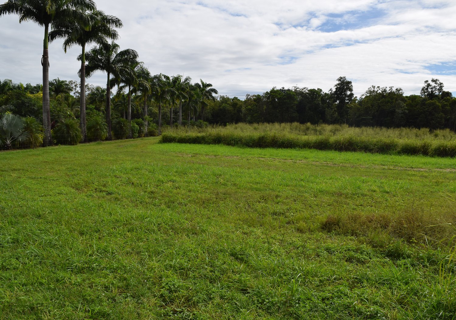 Rewilding ecosystems in Queensland