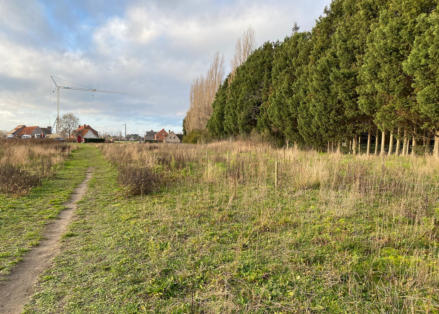 green grass and trees