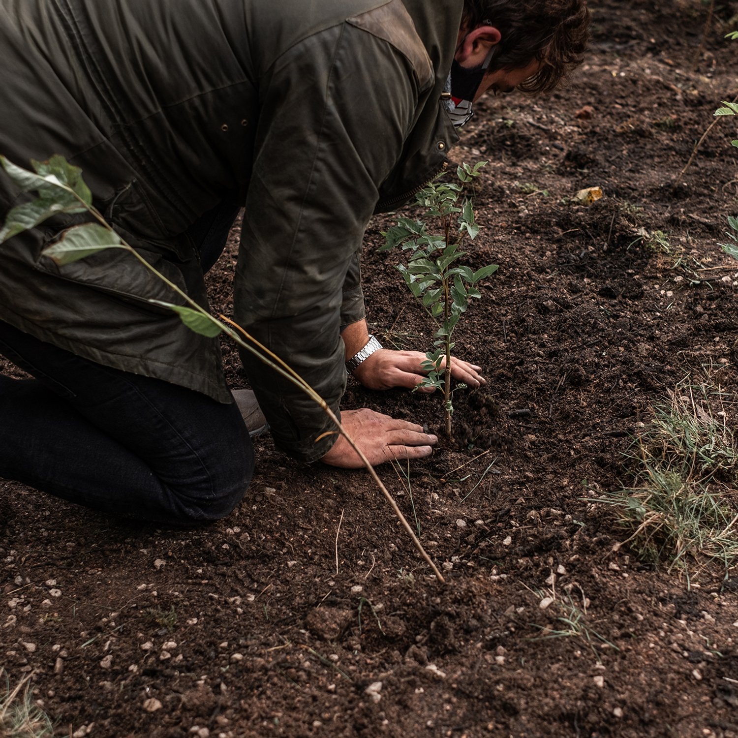 hands in dirt plant sapling