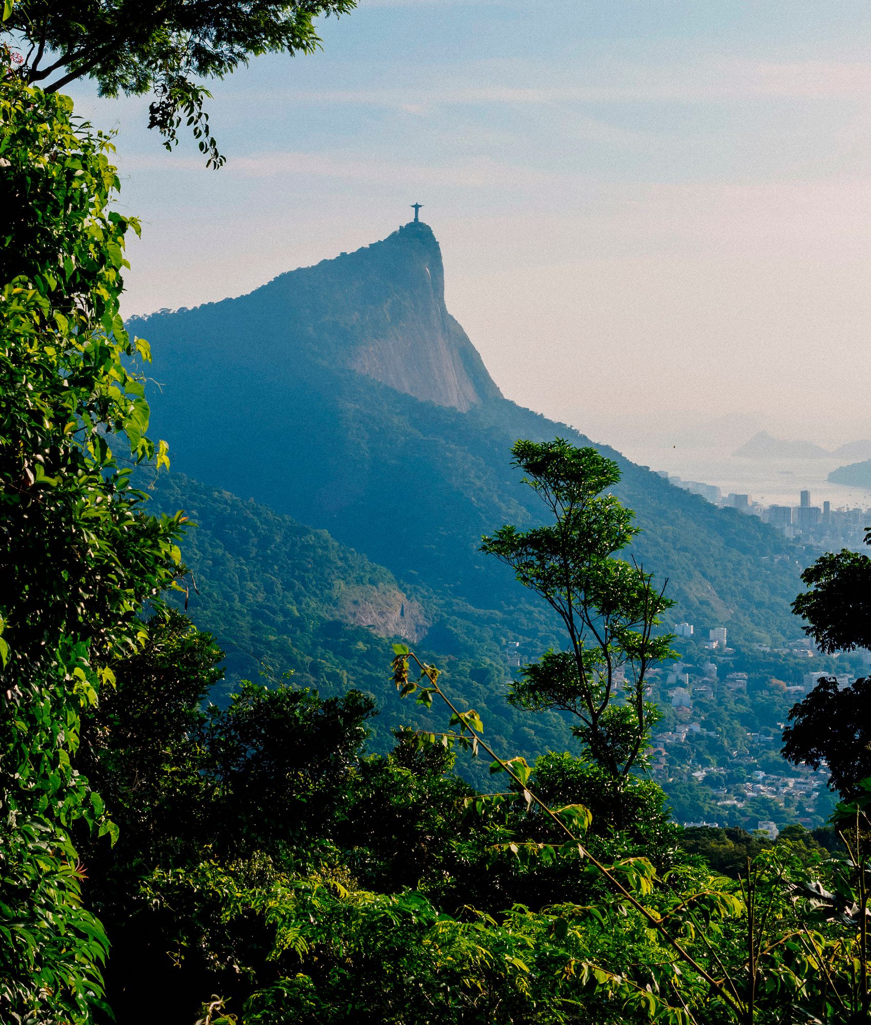 World's Largest Human-Made Forest in Rio de Janeiro | SUGi