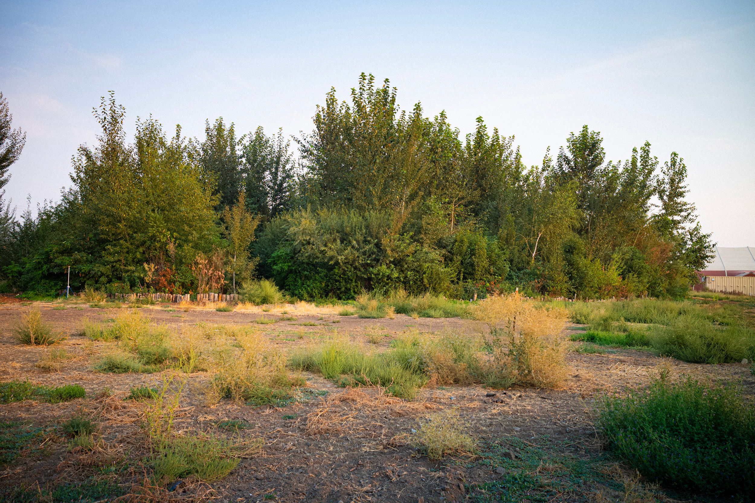 Healing Forest | SUGi