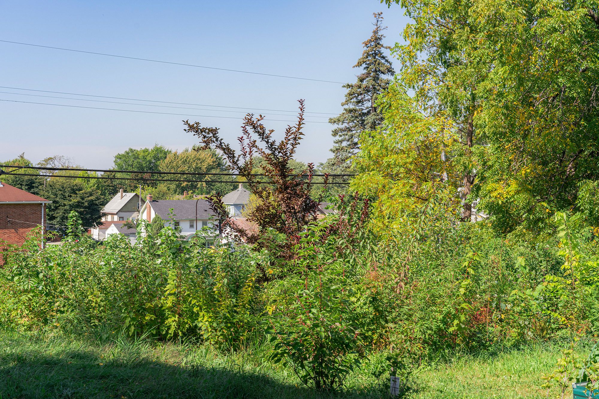 Northside Healing Forest | SUGi