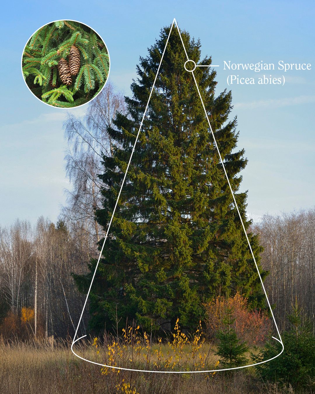 SUGi Tree Guide: How to identify trees by their shapes | SUGi