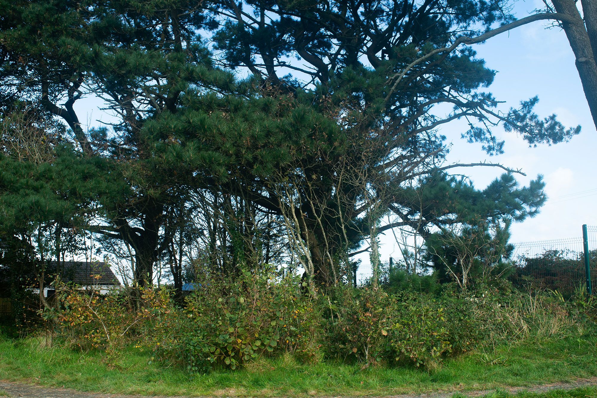 Trevisker Forest | SUGi