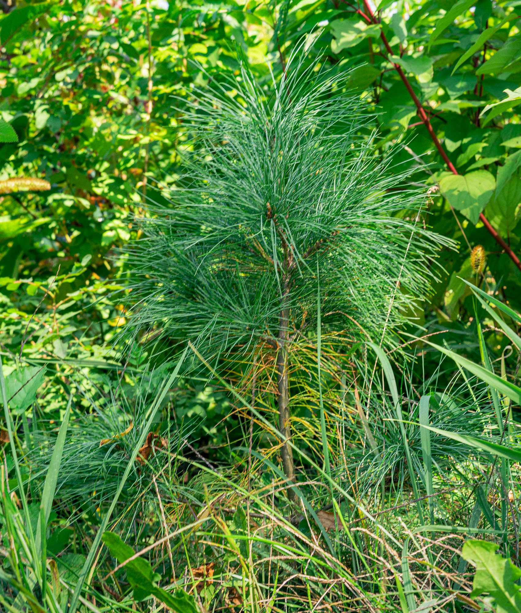 SukeGrassRoots　FOREST Northside Healing Forest | SUGi