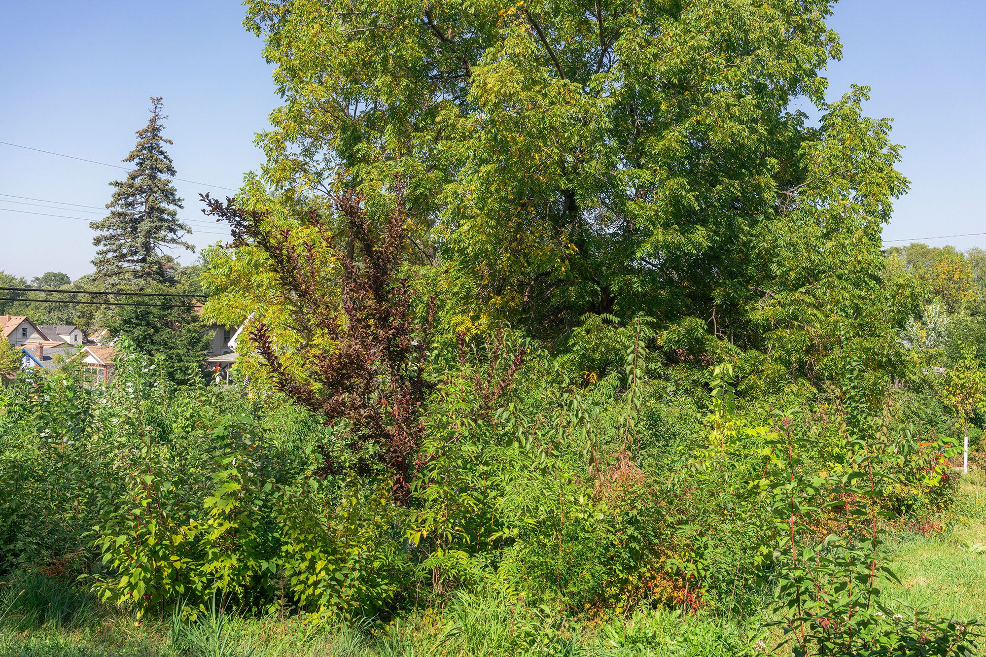 SukeGrassRoots　FOREST Northside Healing Forest | SUGi