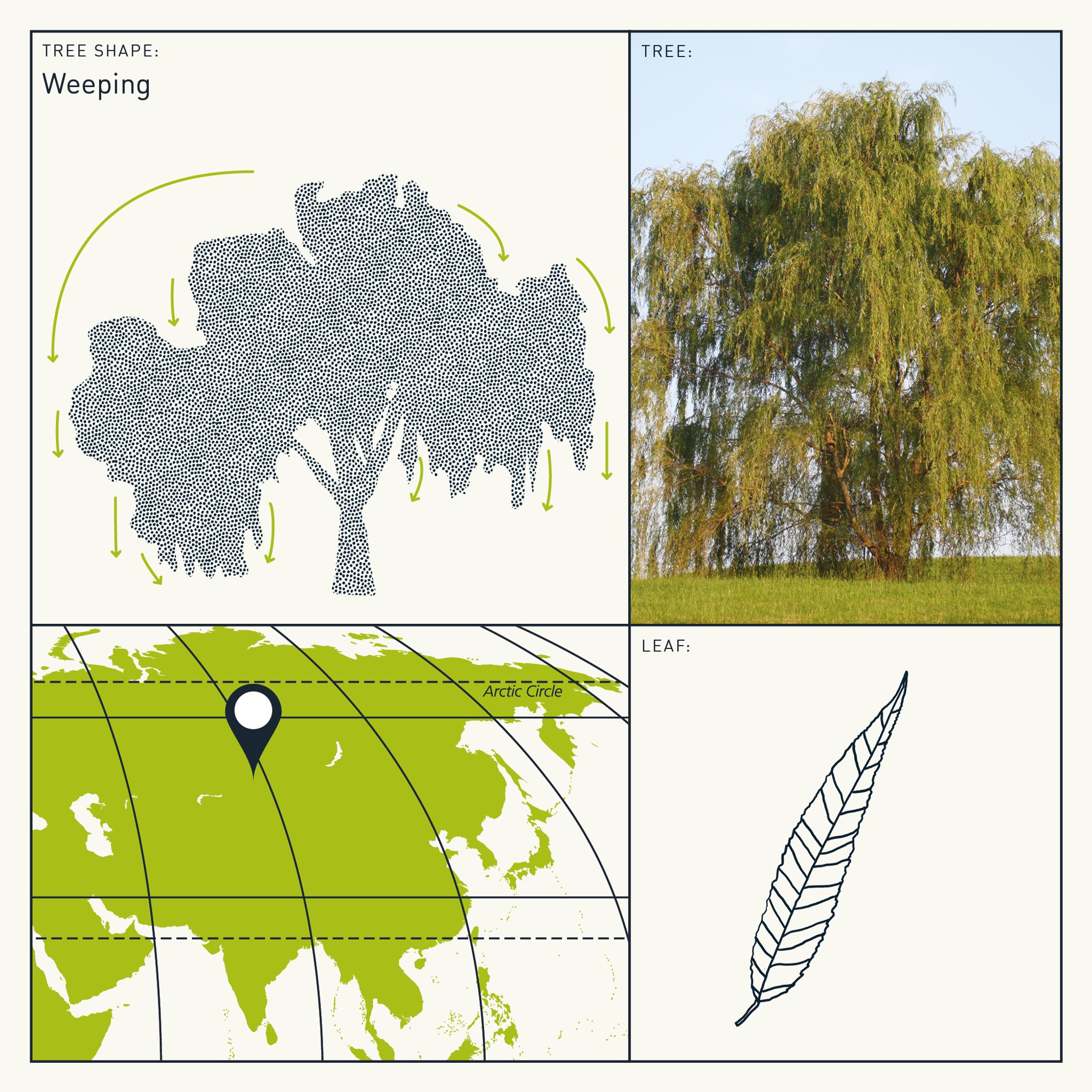 SUGi Tree Guide: Tree Shapes