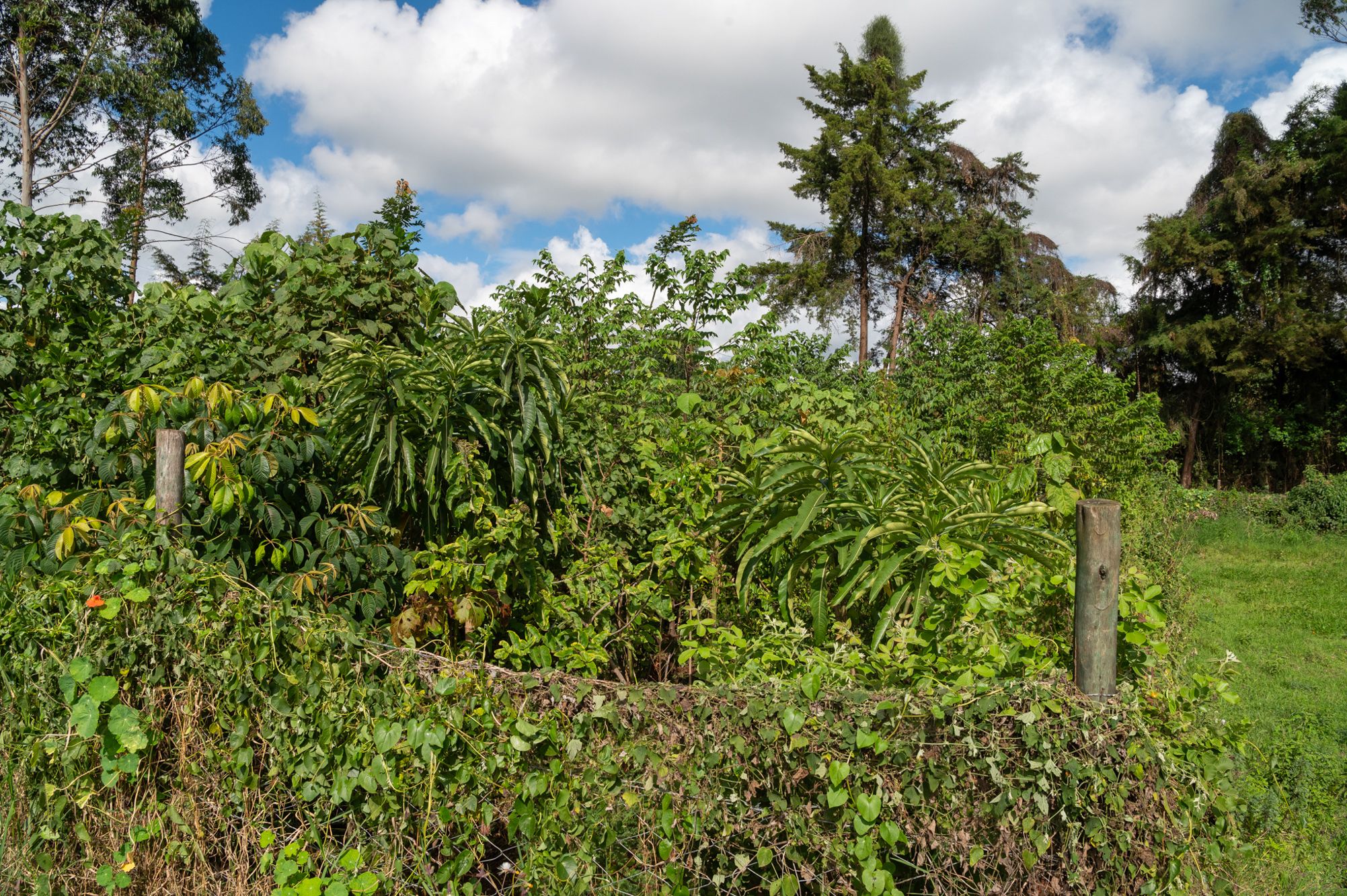 St Paul's Unity Forest | SUGi
