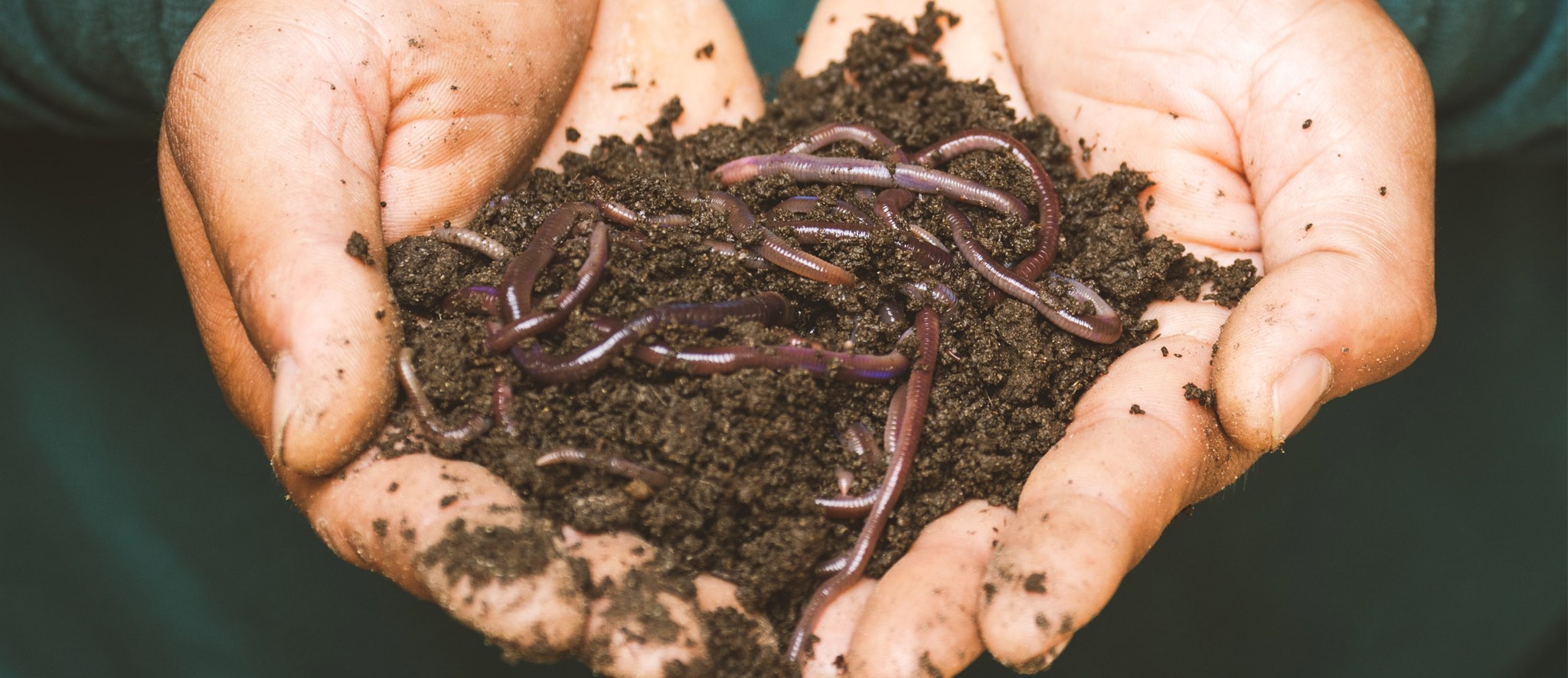Earthworms close up