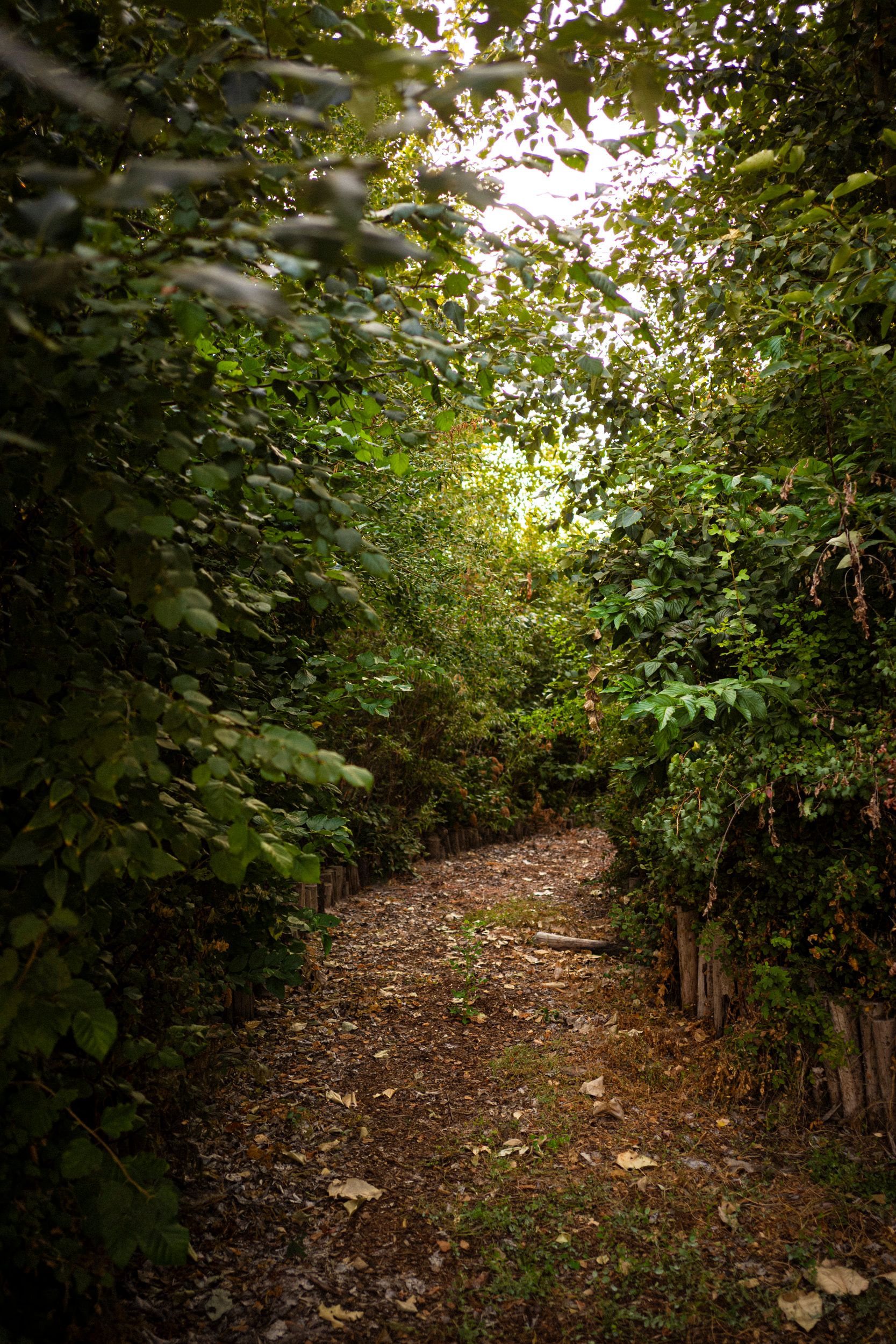 Healing Forest | SUGi
