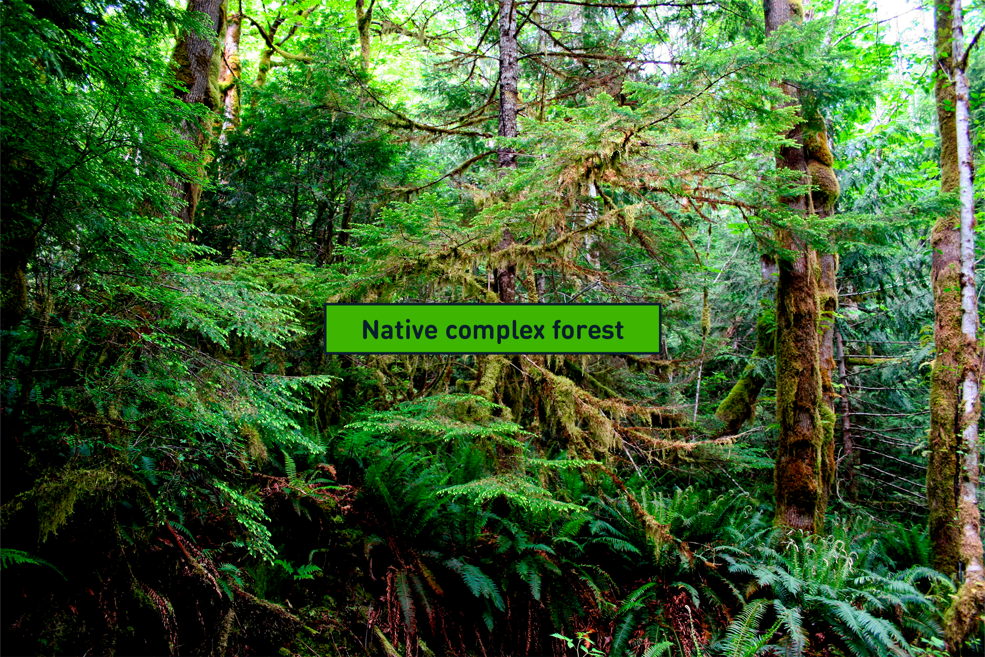 What Are Jungle Ecosystems? - Dense Forest Ecosystems With Examples