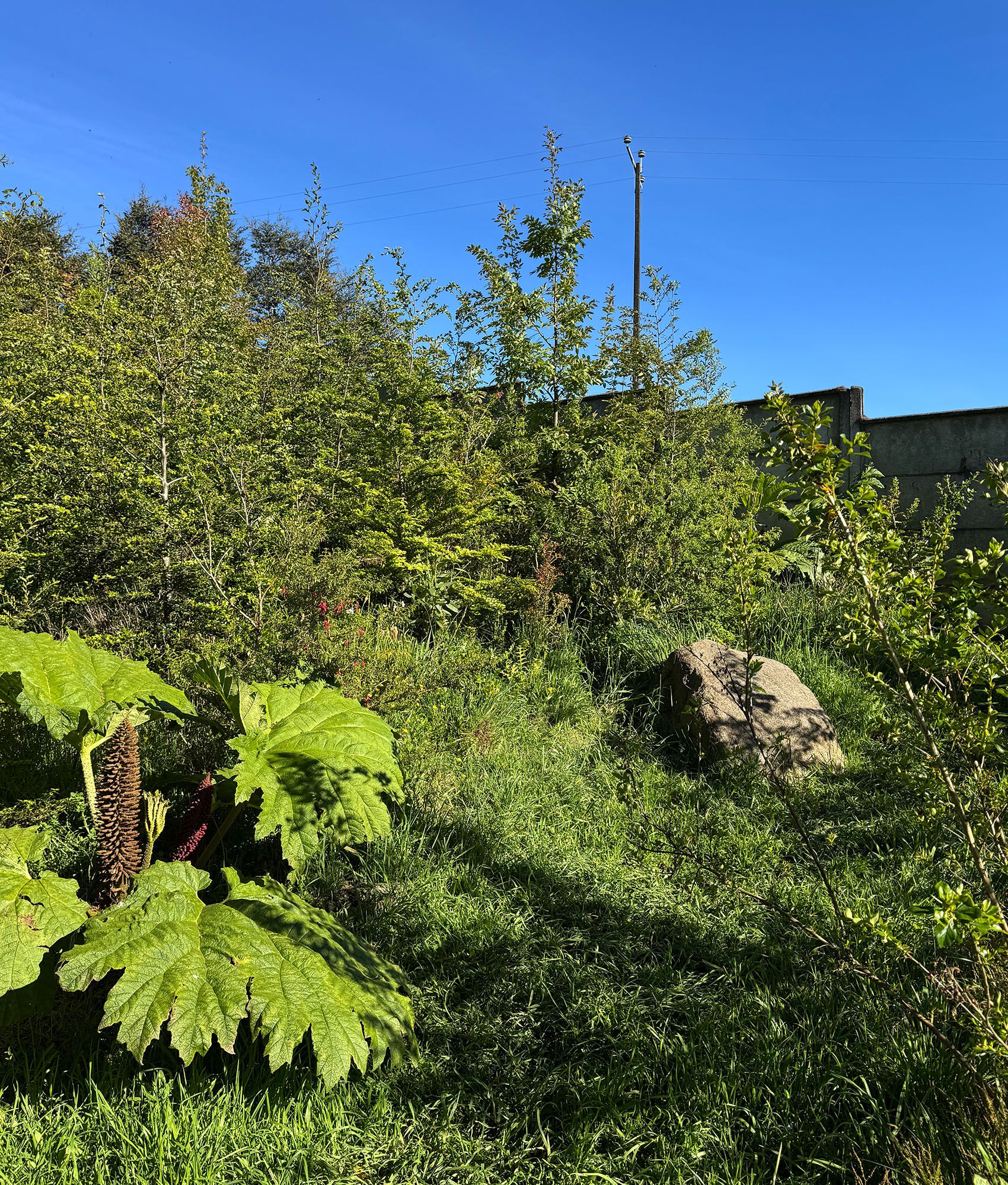 Library Forest | SUGi