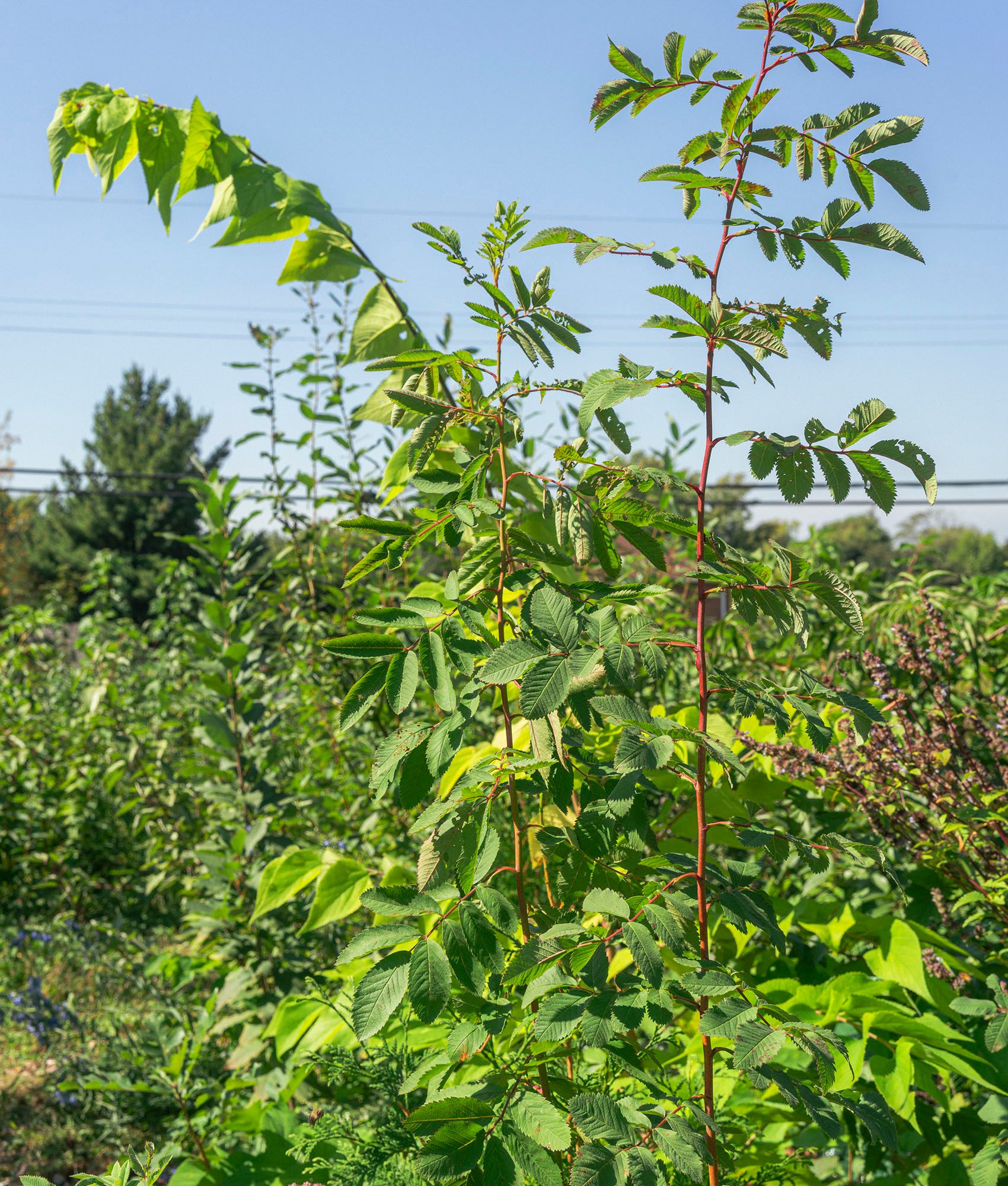 Northside Healing Forest | SUGi