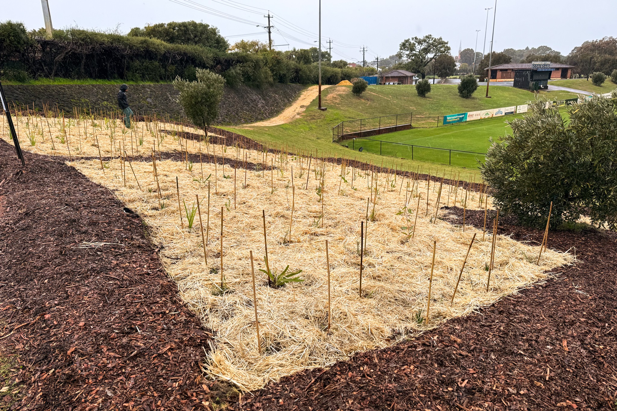 Planted
