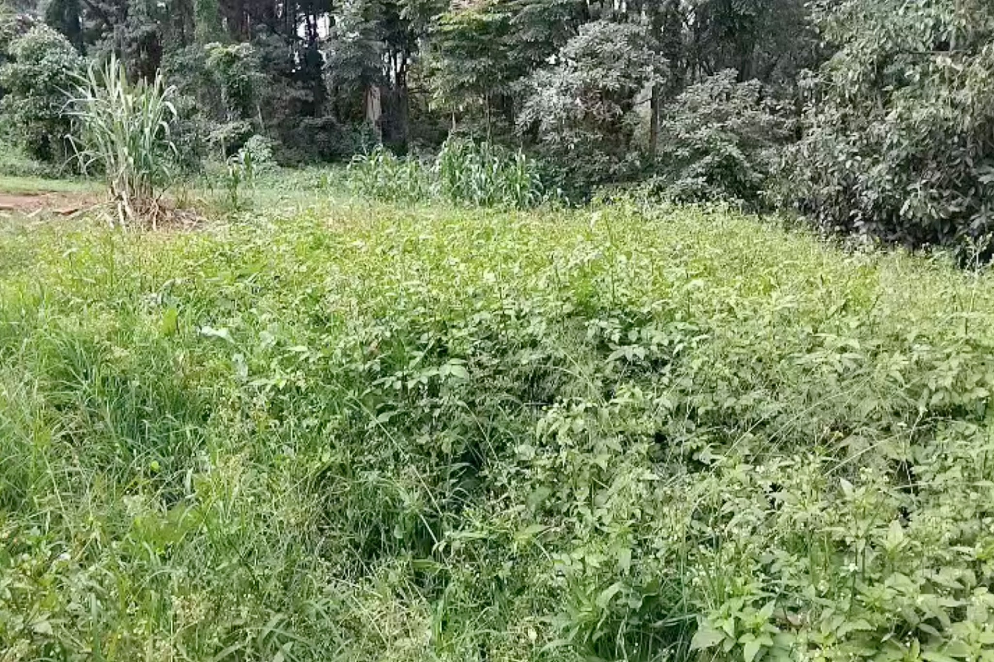 Site