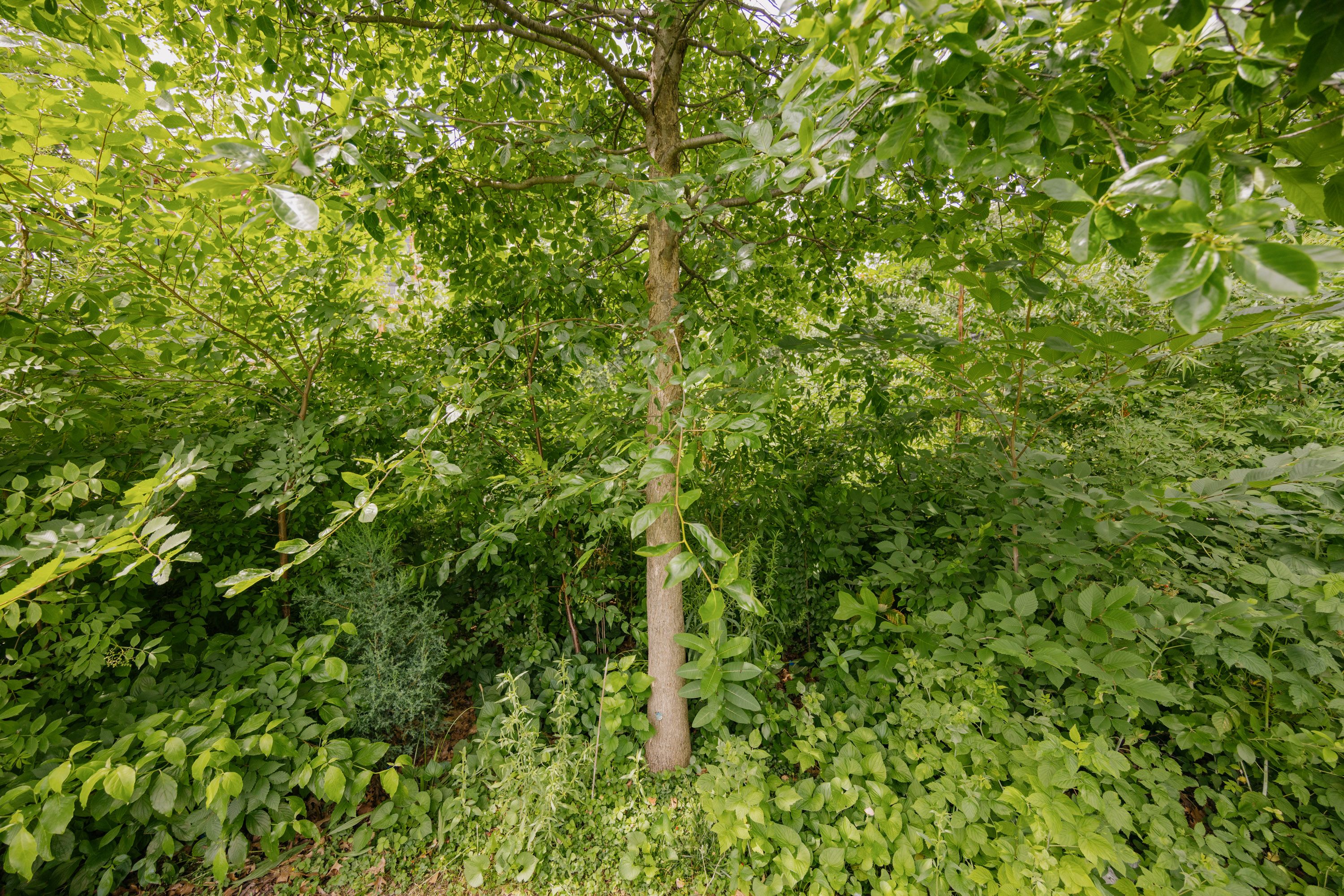 Manhattan Healing Forest | SUGi
