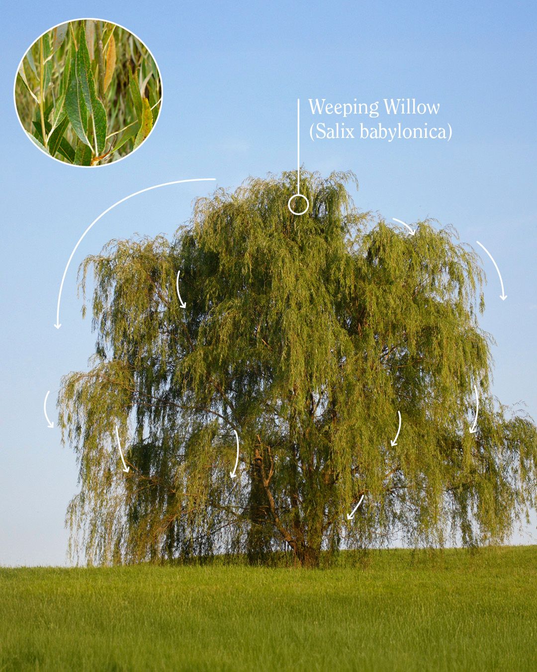 SUGi Tree Guide: How to identify trees by their shapes | SUGi