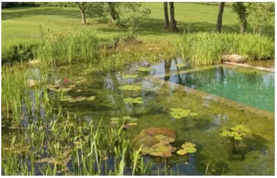 Biodiversiteit water