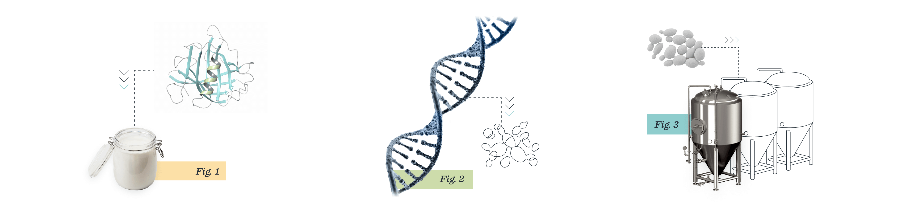 Three illustrations in the brand style of Vivici: a glass of yogurt, a dna helix, and a container where the precision fermentation takes place.