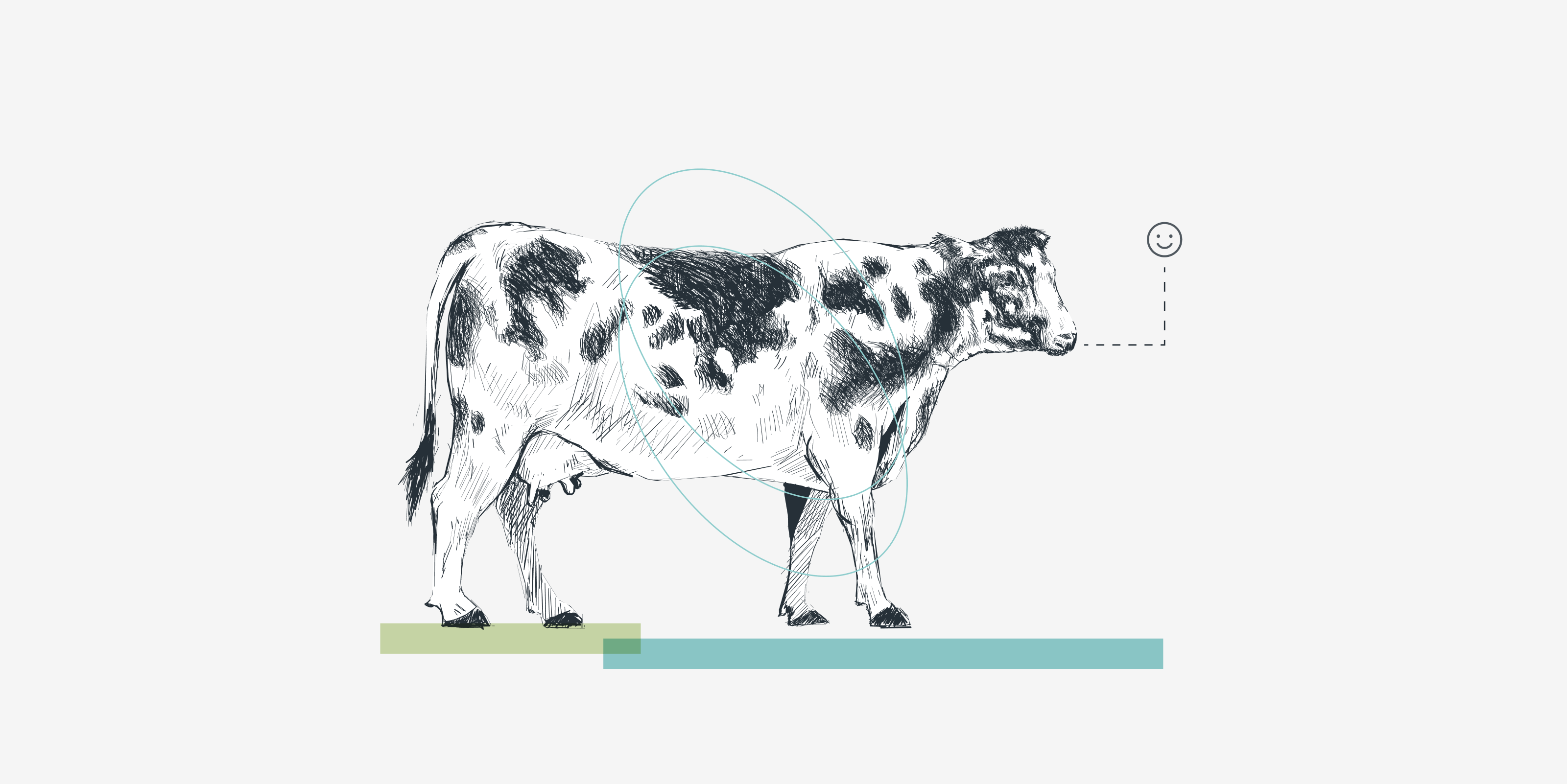 Pencil-style illustration of a black and white cow.