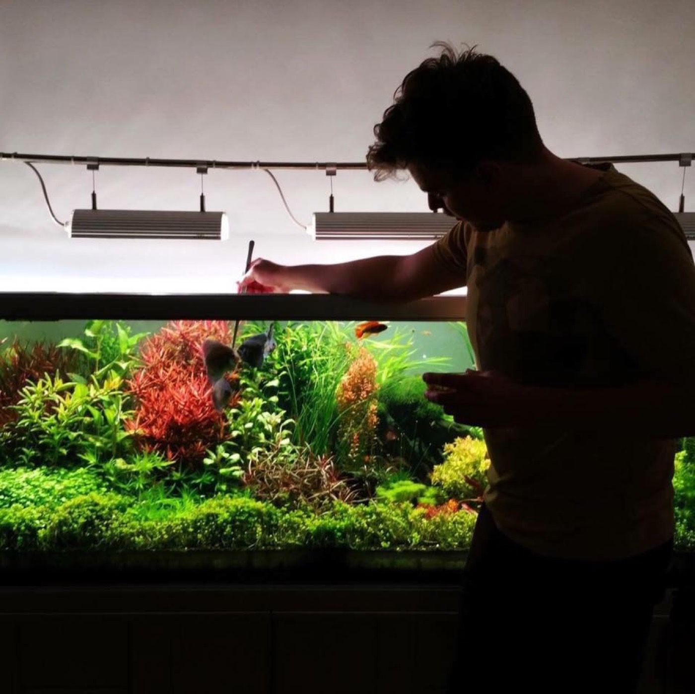 Aquascaper trimming plants, backlit silhouette