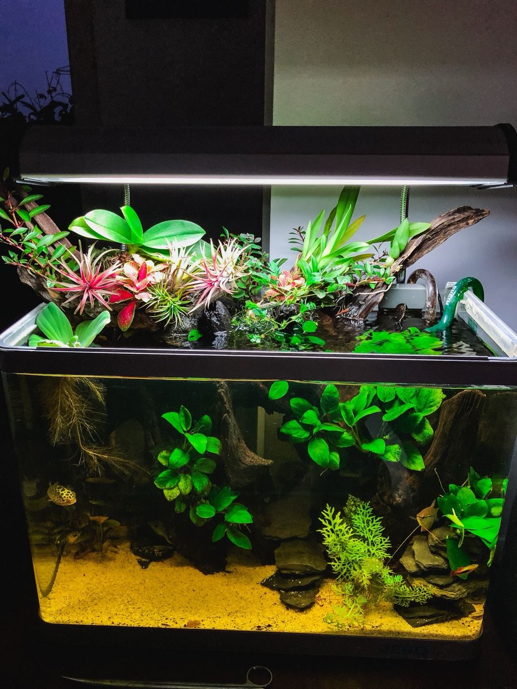 Open-top paludarium with bromeliads and driftwood