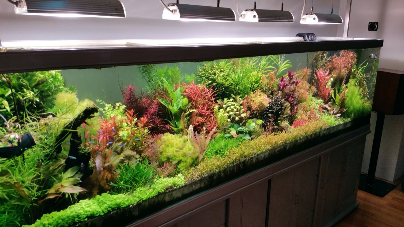 Large Dutch-style planted aquarium with red and green plants