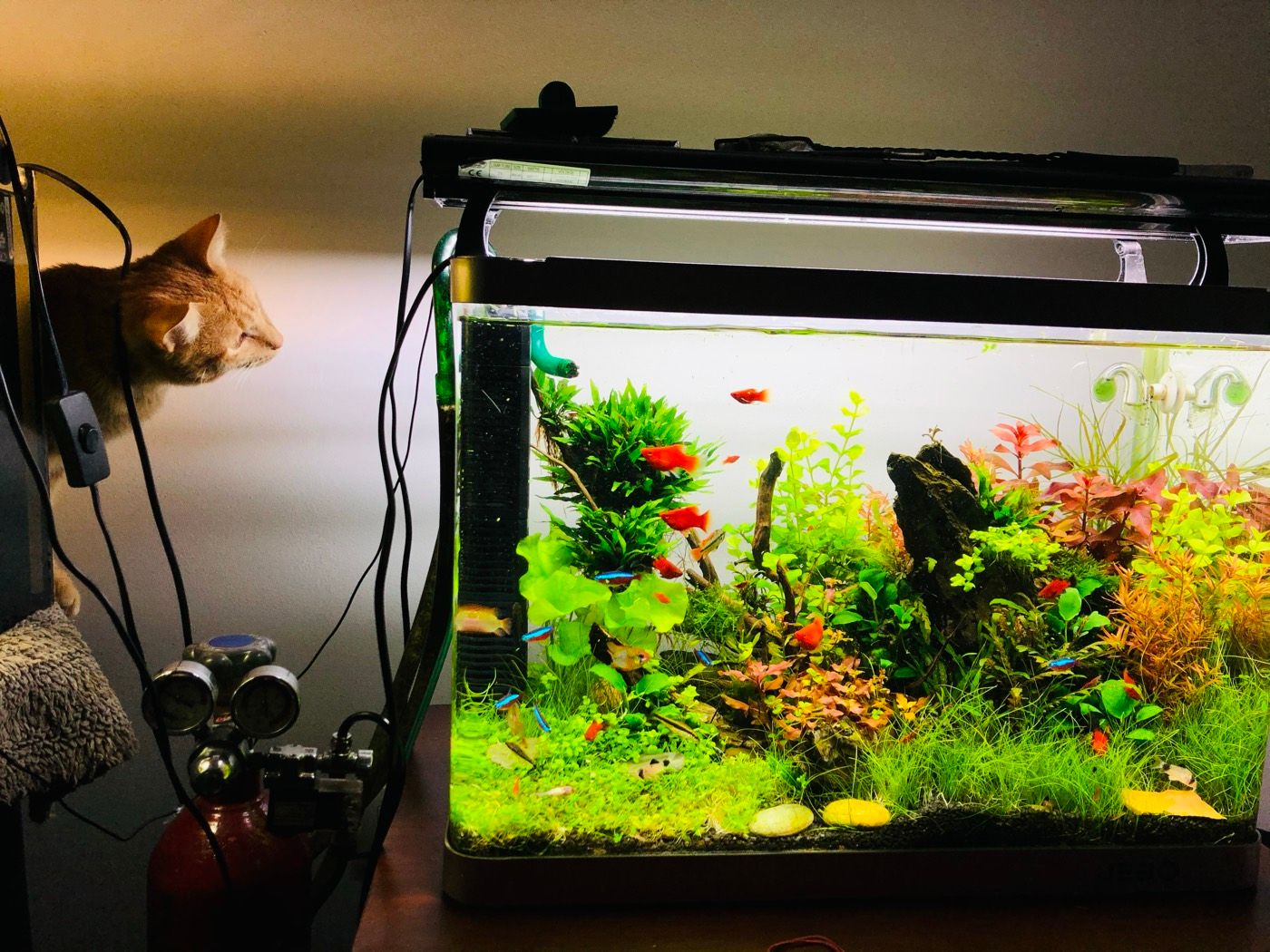 Cat watching a planted nano tank