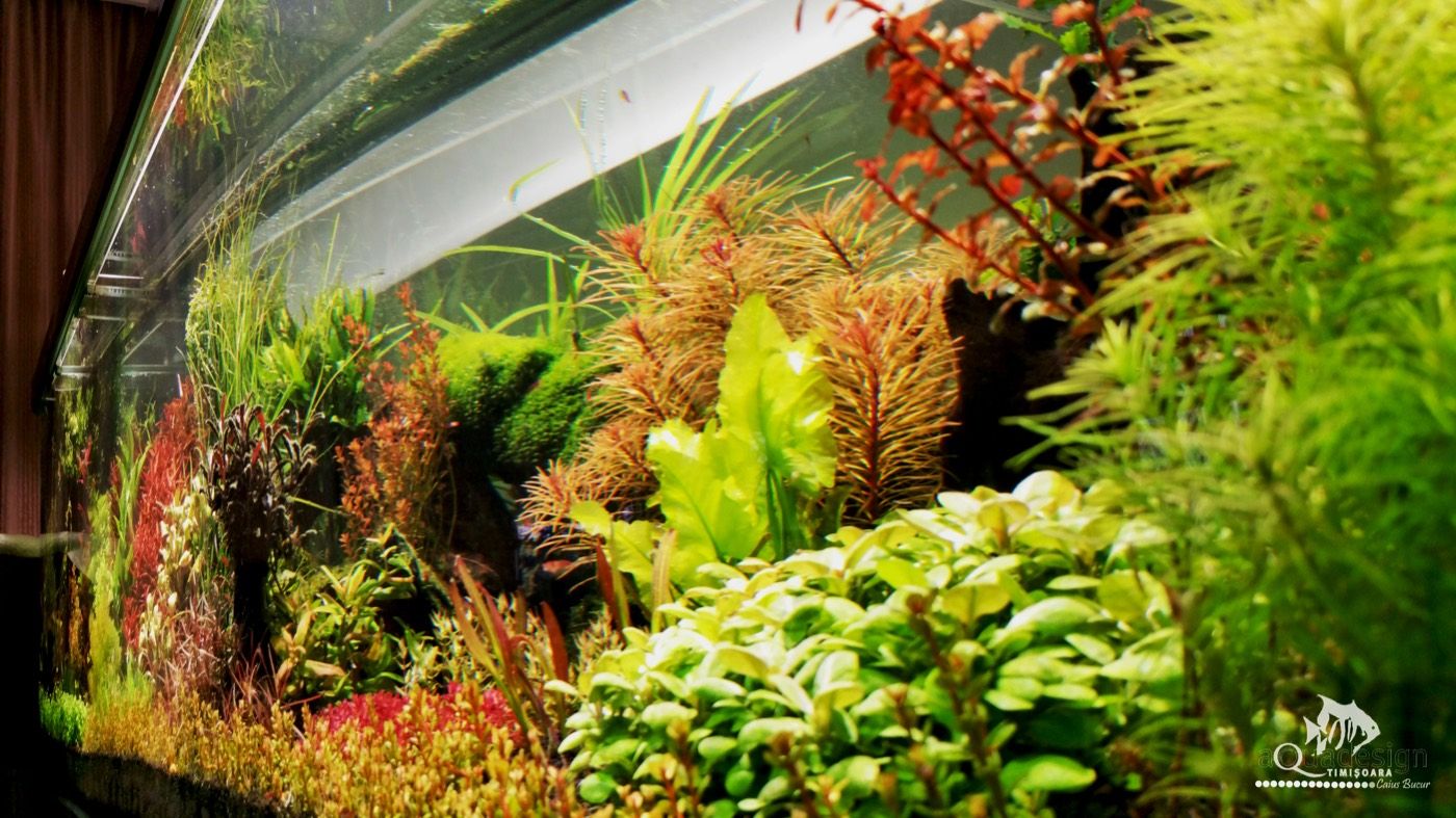 Close-up of a dense Dutch aquascape