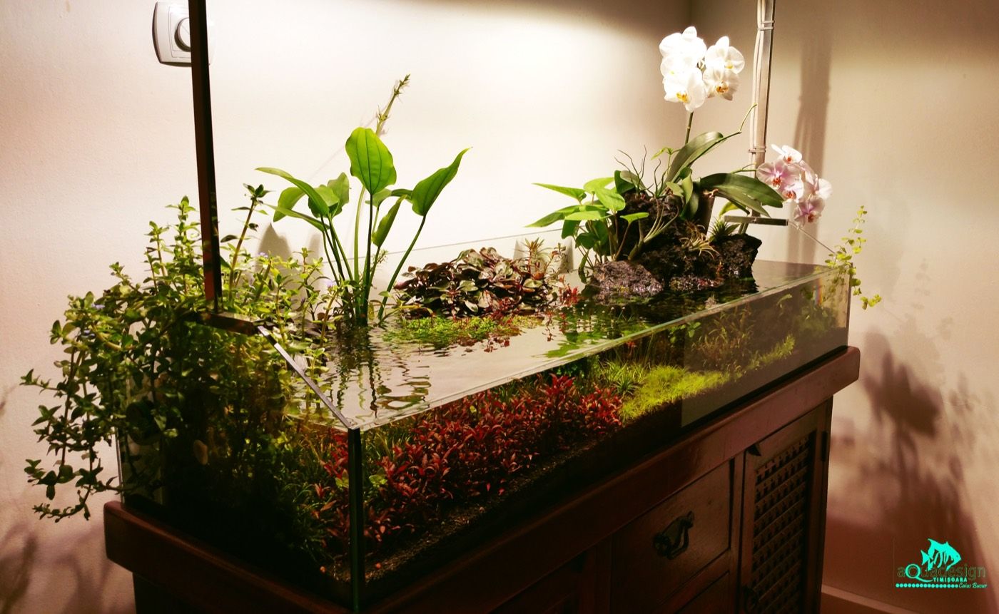 Paludarium with orchids above the waterline