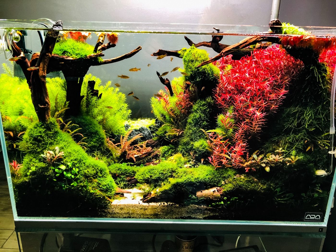 Nature-style aquarium with driftwood and red rotala
