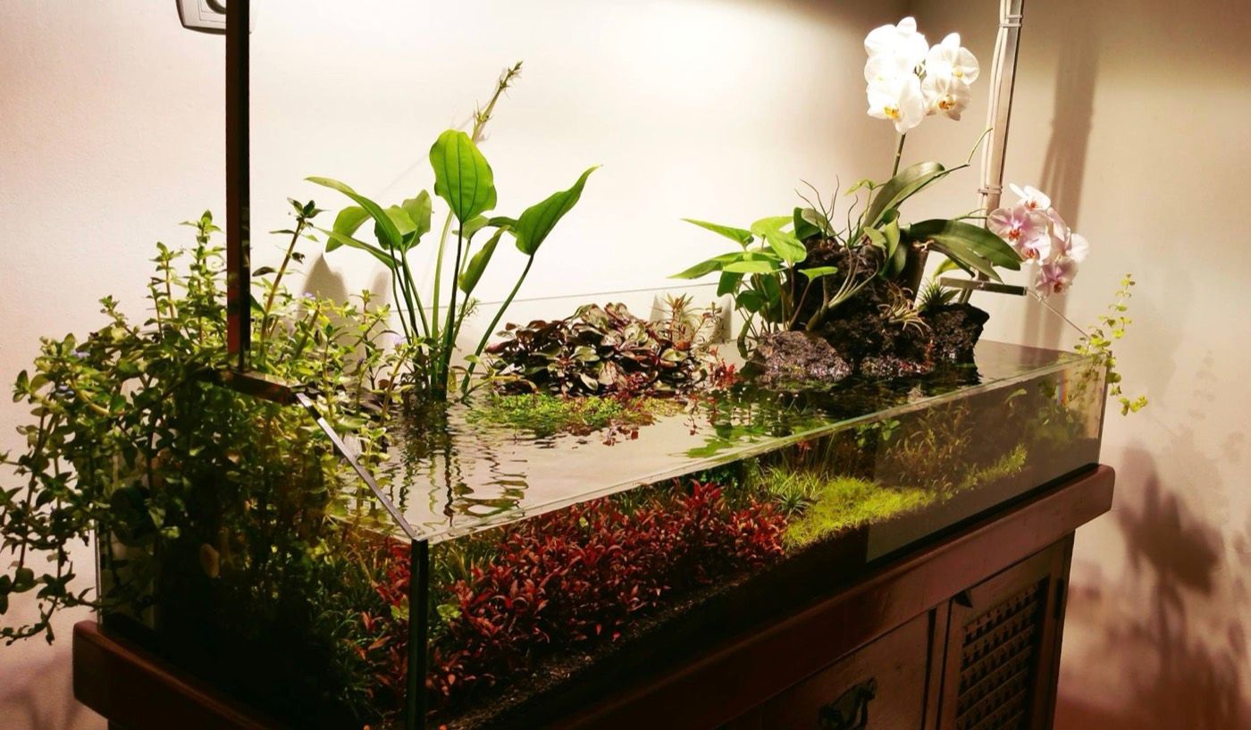 Open-top orchid paludarium in moody evening light
