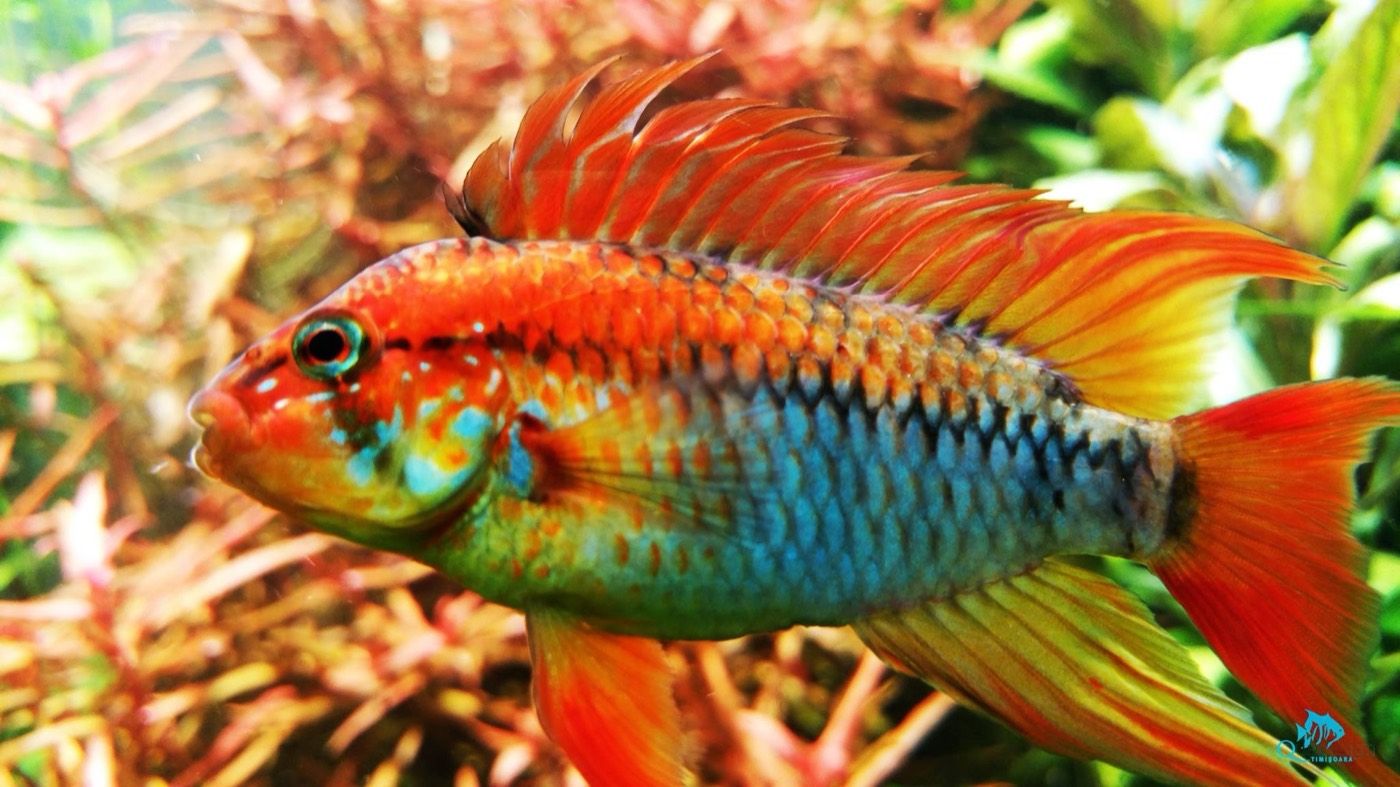 Apistogramma viejita in vivid colour