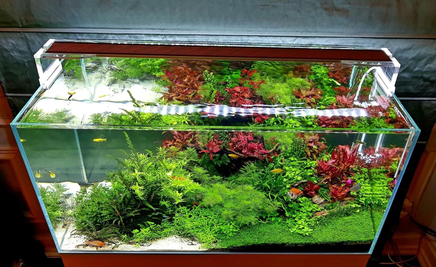 Rimless tank with vivid red–green plant contrast
