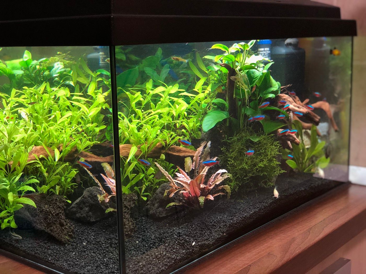 Planted community tank, angled view