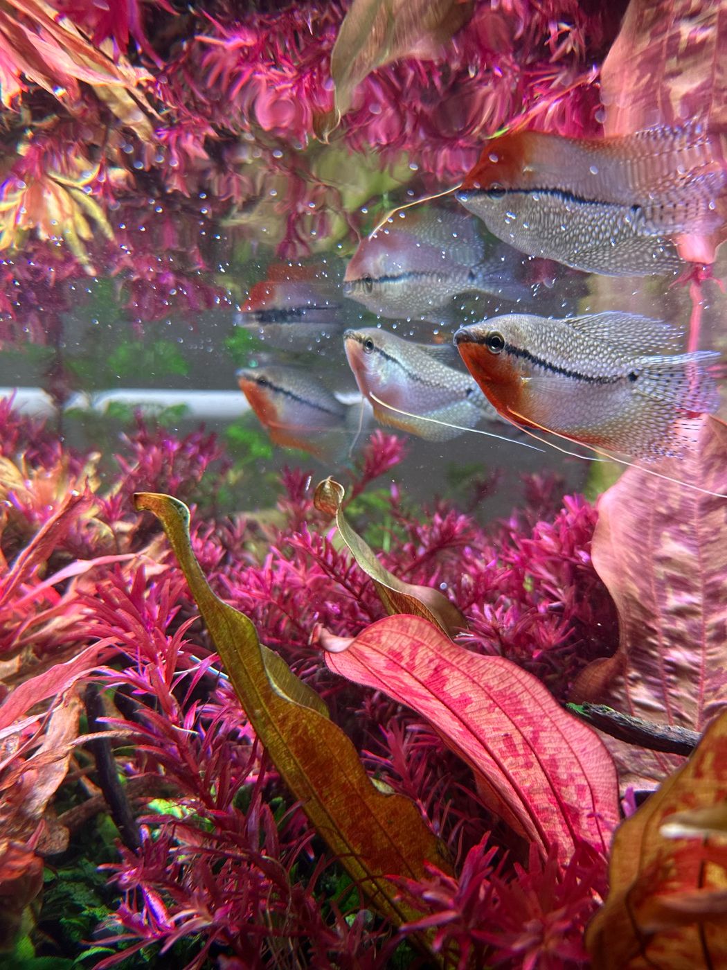 Pearl gourami among pink rotala stems