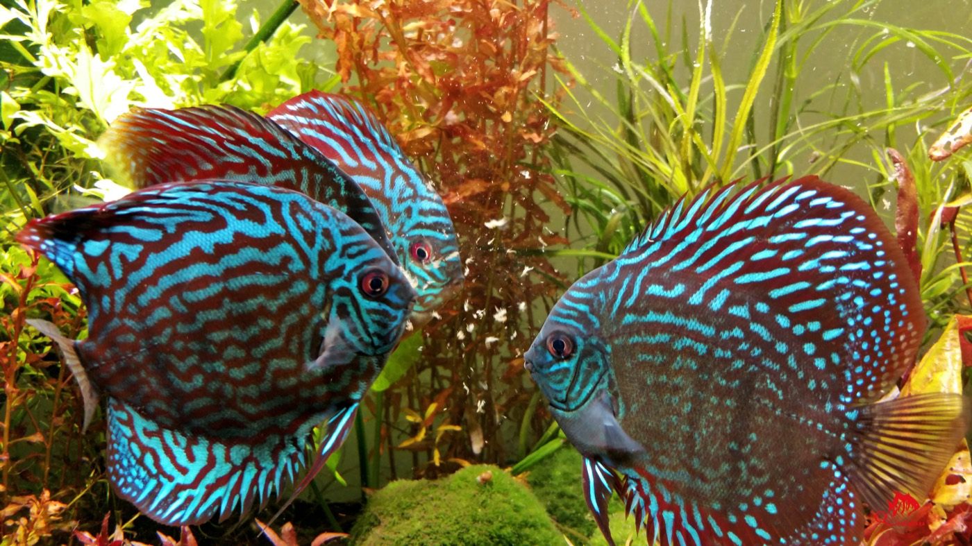 Three turquoise discus up close