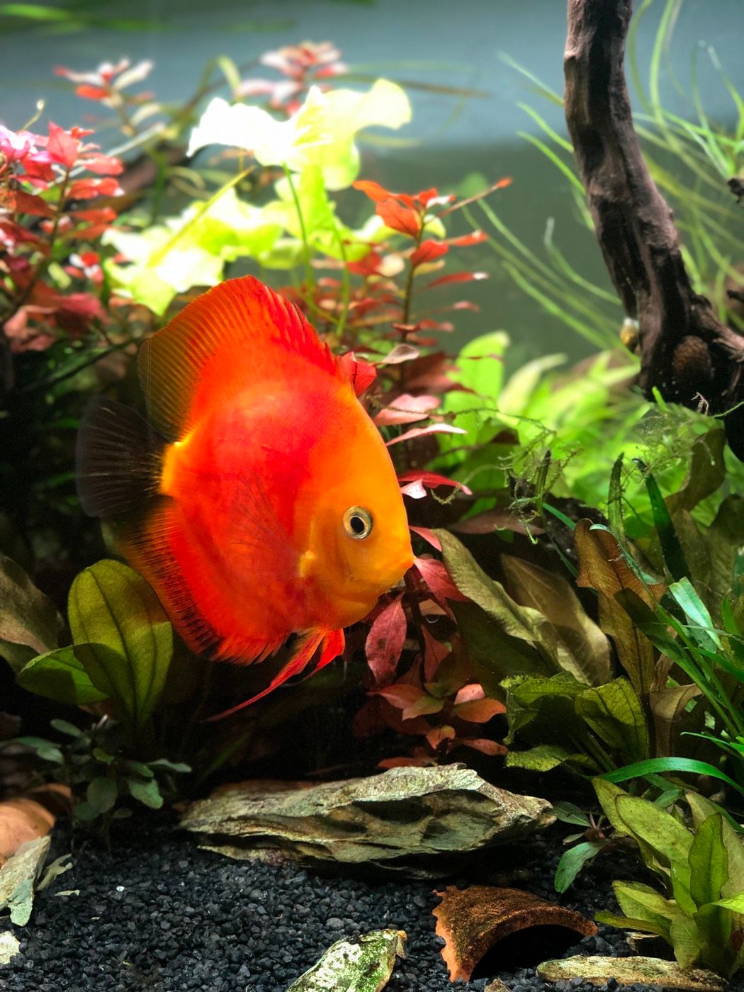 Red discus in a planted aquarium