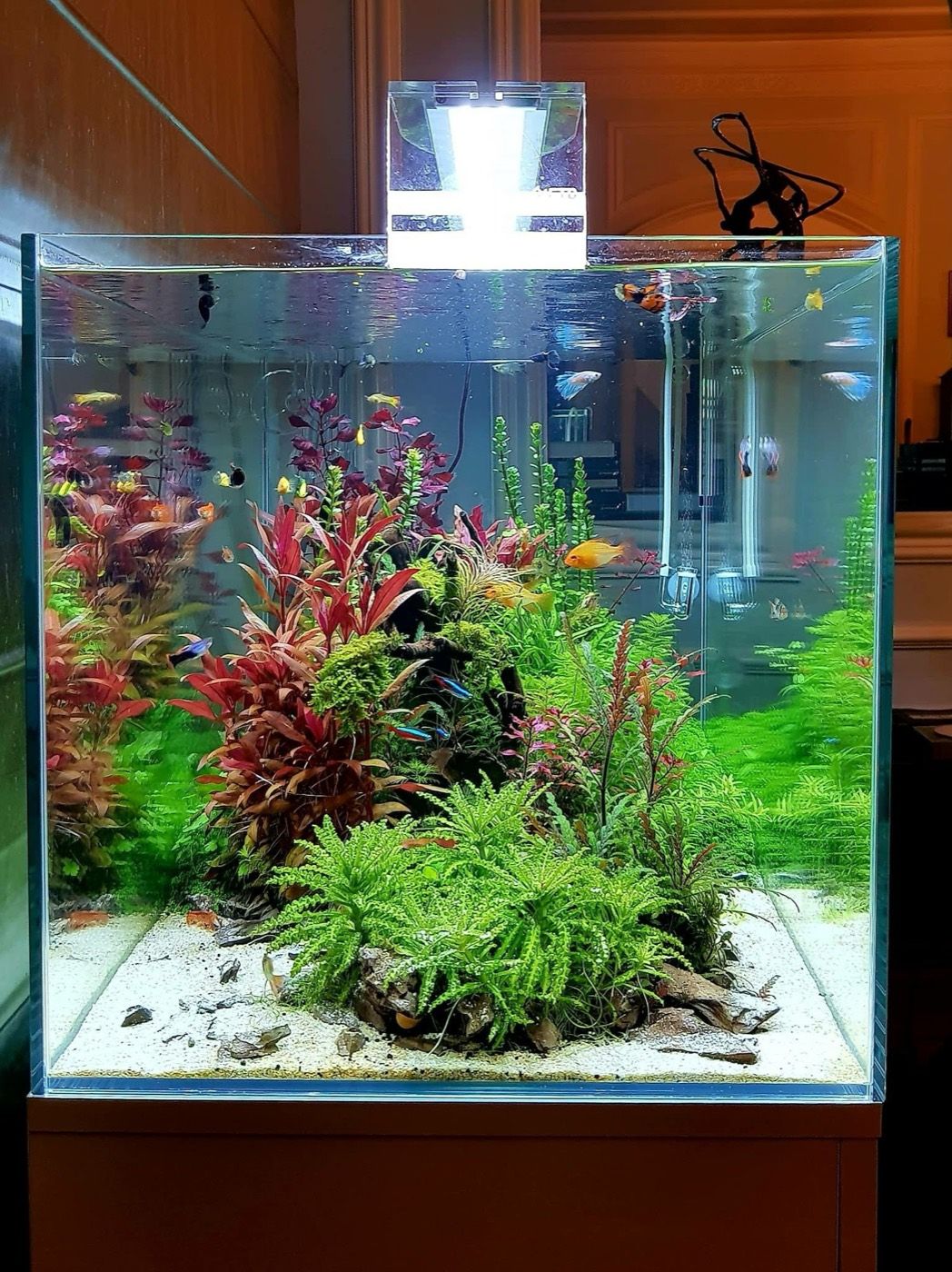 Planted rimless cube in an elegant interior