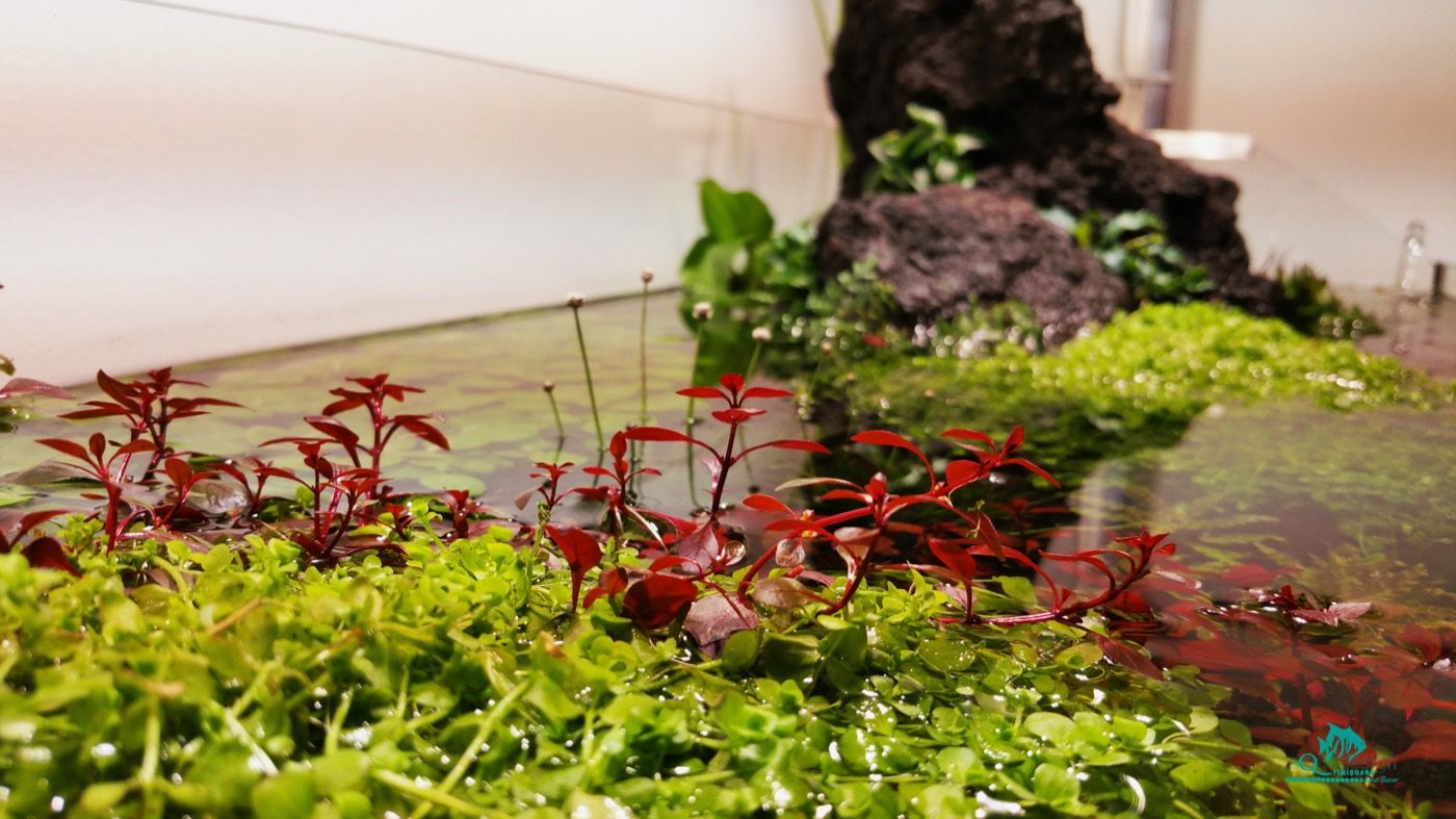 Emersed rotala growing over lava rock