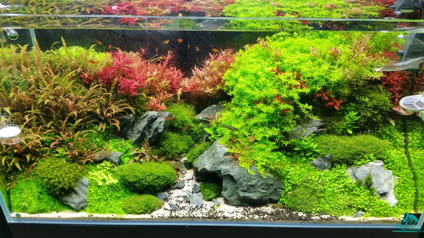 Aquascape with a gravel path, mosses, and red plants