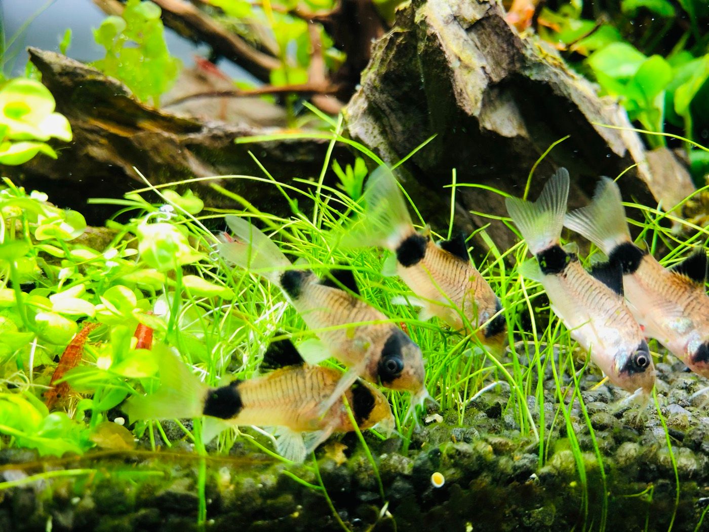 Panda corydoras on a hairgrass carpet