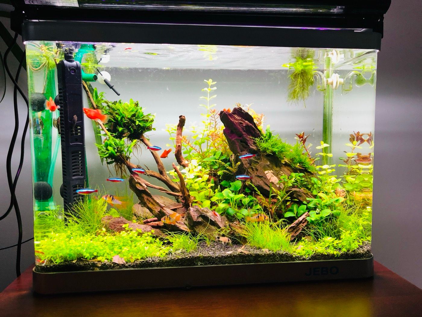 Lush nano aquarium on a desk