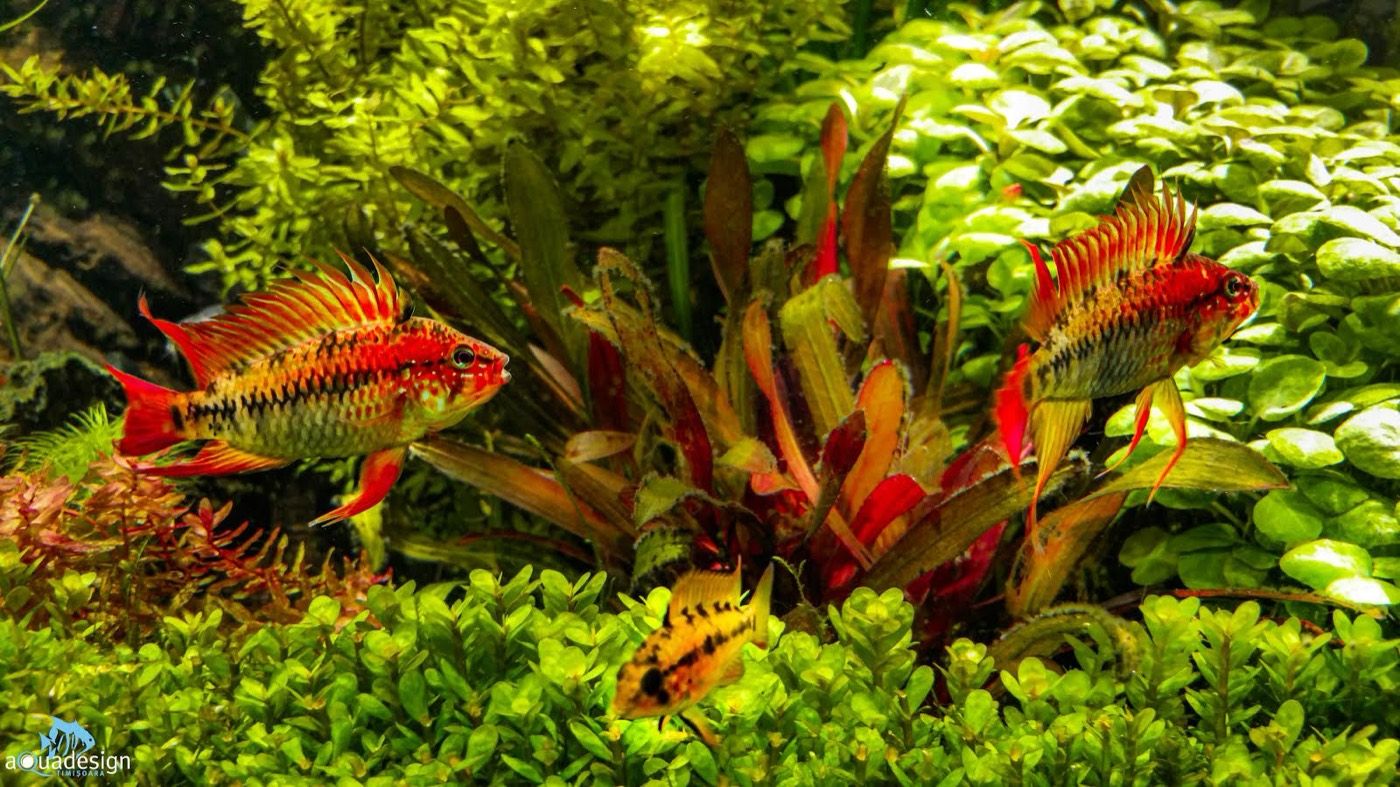 Cockatoo apistogramma pair beside a red bromeliad