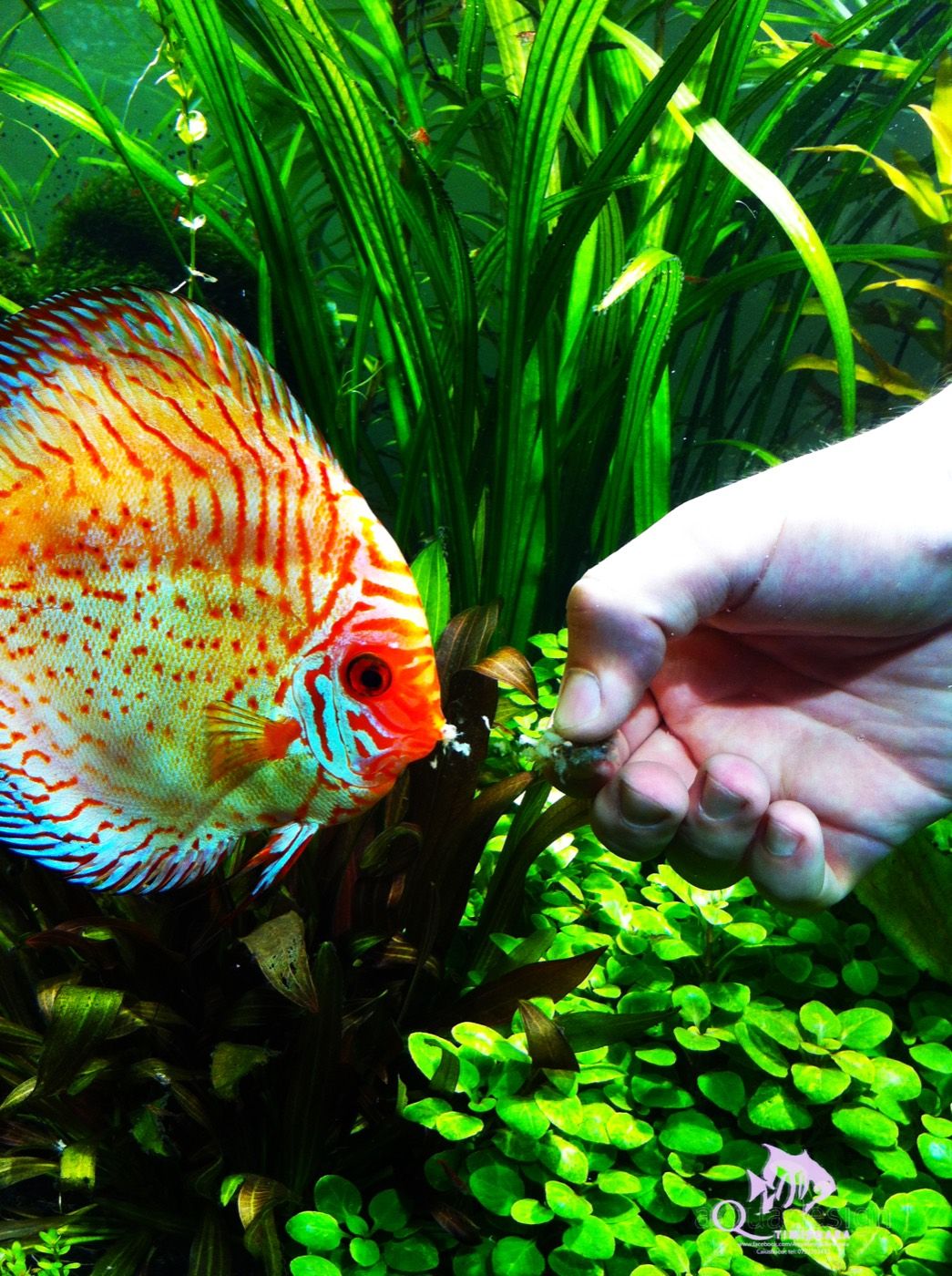 Discus feeding from an open hand — a sign of trust